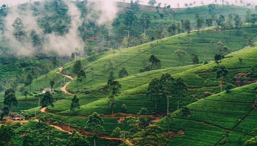 Nuwara Eliya Tour
