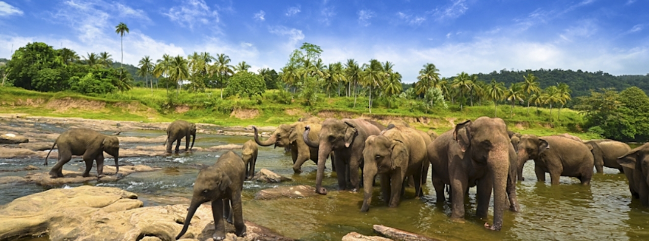 Yala Safari